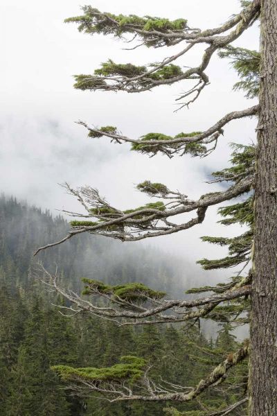 Washington, Mount Rainier NP Evergreens in fog